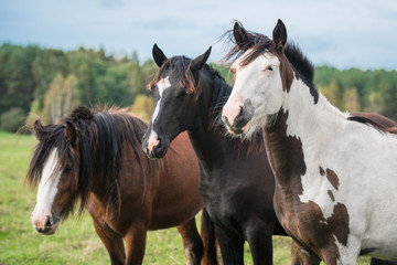 Fototapeta na wymiar Three horses on the field in summer