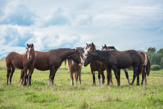 Herd of horses in summer