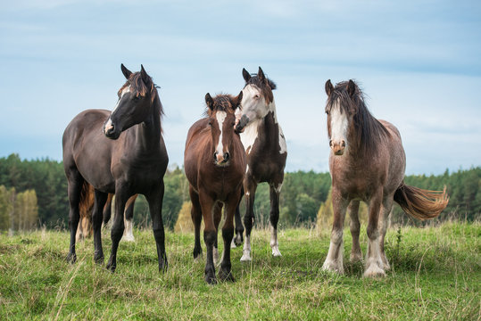 Herd of horses standing on the hill