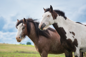Fototapeta na wymiar Portrait of two horses in summer