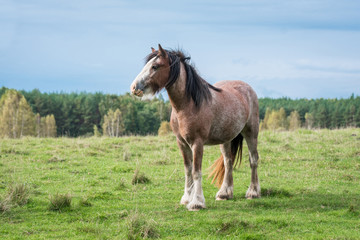 Obraz premium Beautiful gypsy horse standing on the field in summer