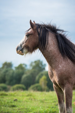 Portrait of beautiful gypsy horse