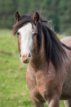 Portrait of beautiful gypsy horse