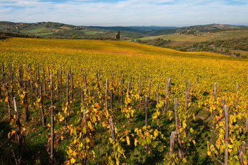 Rows of grape vines at vineyard in autumn , Chianti, Tuscany, Italy
