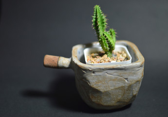 cactus on black background