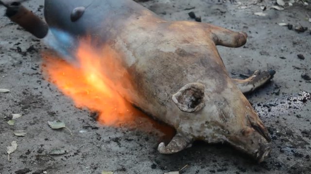 Pig slaughtering ceremony in the Hungarian countryside