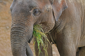 Elefant beim Fressen