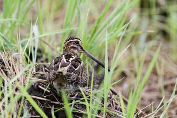 タシギ(common snipe)