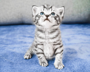 Plakat cute kitten is sitting. Striped kitten is gray