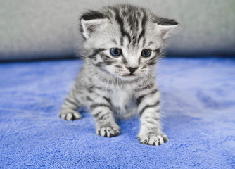 Fototapeta na wymiar cute kitten is sitting. Striped kitten is gray