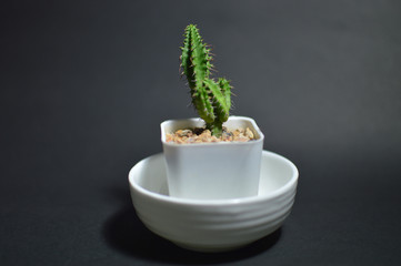 cactus on black background