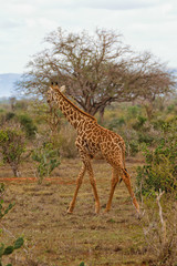 Young Giraffe Enjoying the Savannah