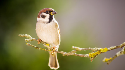 Sparrow in the Autumn Forest.