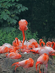 Brütender Flamingo