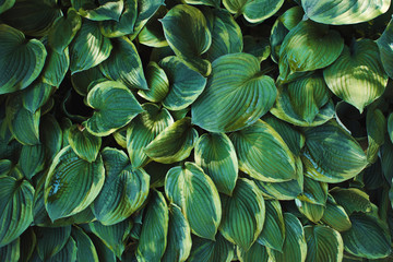 Texture of fresh leaves, leaves of the shrub view from above