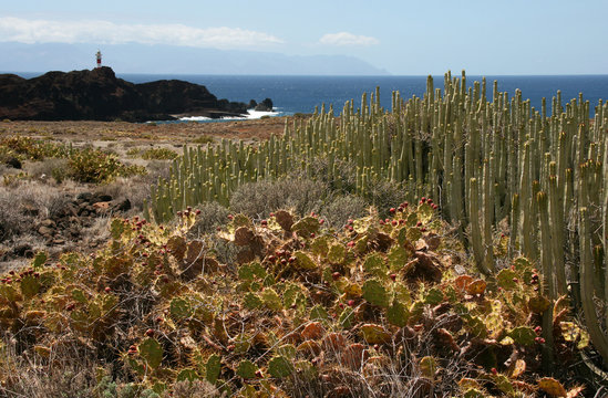 Kanarenflora am Punta de Teno