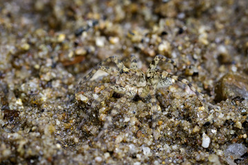 Image of River Huntress Spiders (Venatrix arenaris) on the sand. Insect Animal