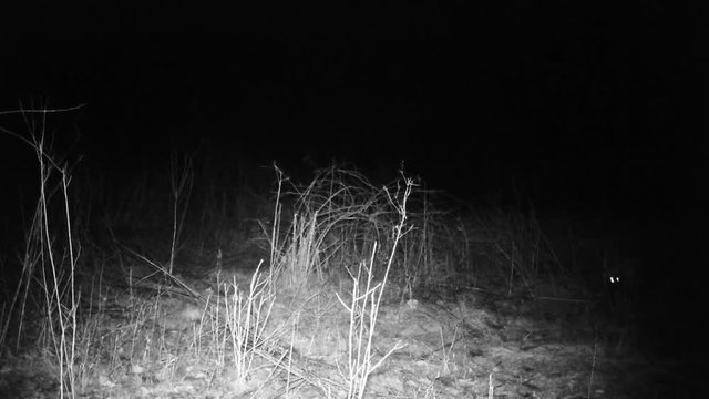 European badger (Meles meles, Eurasian badger, dachs, tejon, tasso, porsuk, grevling, bursucul) an european Mustelidae mammal FullHD 1080p Video