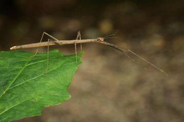 Image of a siam giant stick insect on leaves on nature background. Insect Animal.