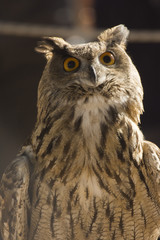 mirada