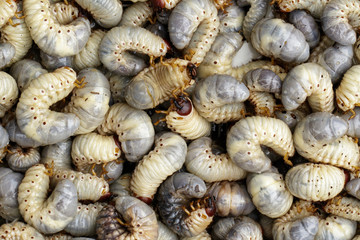 Image of grub worms, coconut rhinoceros beetle (Oryctes rhinoceros), Larva.