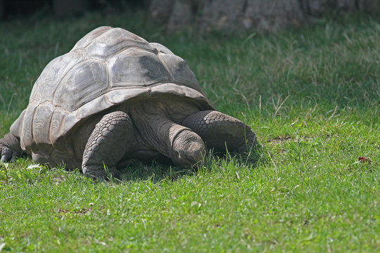 Galapagos Schildkr&ouml;te