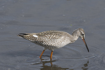 ツルシギ(Spotted Redshank)