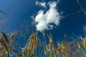 Ears of cereal and cloud in the sky