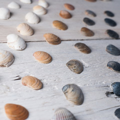 set of various sea shells on a wooden white background