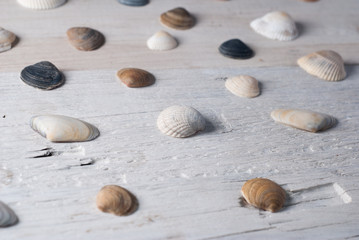 set of various sea shells on a wooden white background