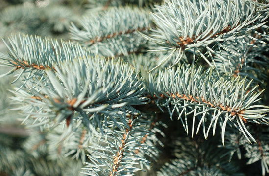 Close-up of a branch of blue spruce as background.