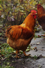 Home  thoroughbred cocks in the yard