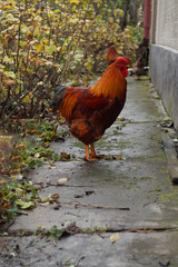 Home  thoroughbred cocks in the yard