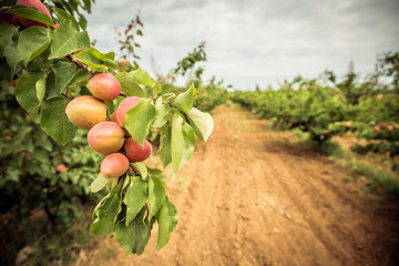 A branch with peaches and green leaves. Peach orchard and dirt path