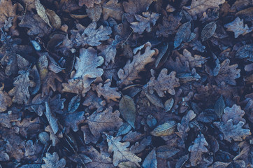 Background of fallen leaves and frozen oak