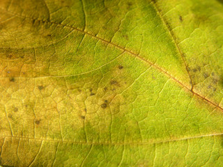 Closeup of a fallen leaf