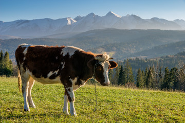 Fototapeta na wymiar cow graze on a mountain meadow