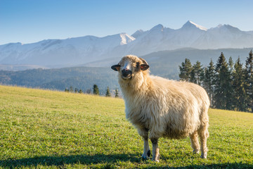 Obraz premium sheep grazing on a mountain meadow