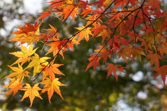 紅葉　楓　autumnleaves kaede