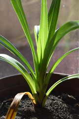 Herbs on window sill