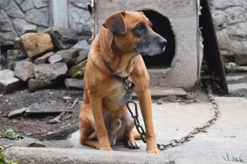 Guard dog background