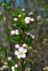 Branch of a blossoming apple-tree