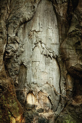 Fantastic fabulous background of old colourful rich wood texture and pattern background for design