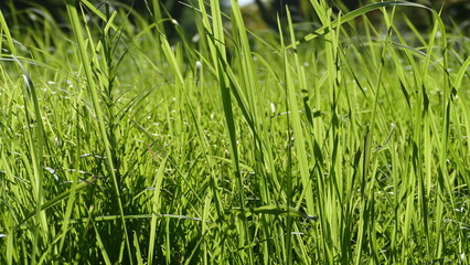 Background of a green grass. Green grass texture