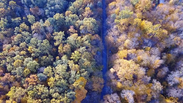 Aerial view of the forest with trees covered with yellow foliage and road