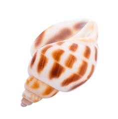 sea shell isolated on white background