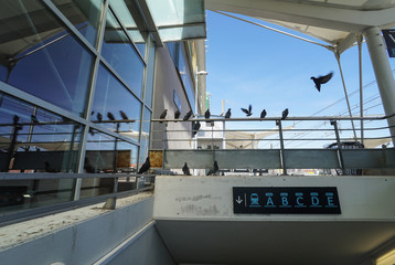 Naklejka premium Uważaj na gołębie!