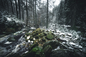 Winterwald Landschaft im National Park