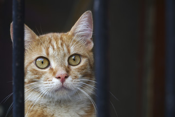 Yellow Stray Cat Is Looking Out Window