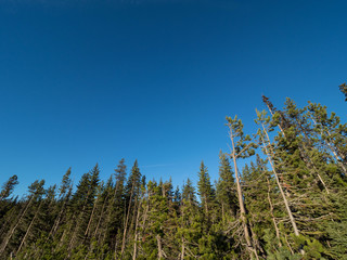 青空と針葉樹